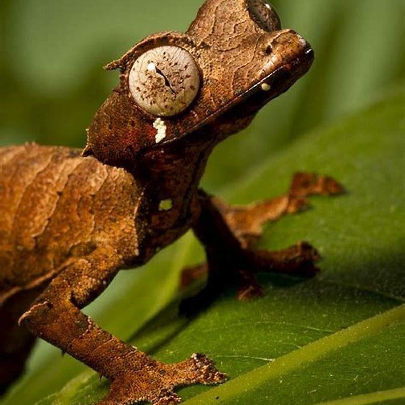 Are Satanic leaf-tailed geckos good pets?