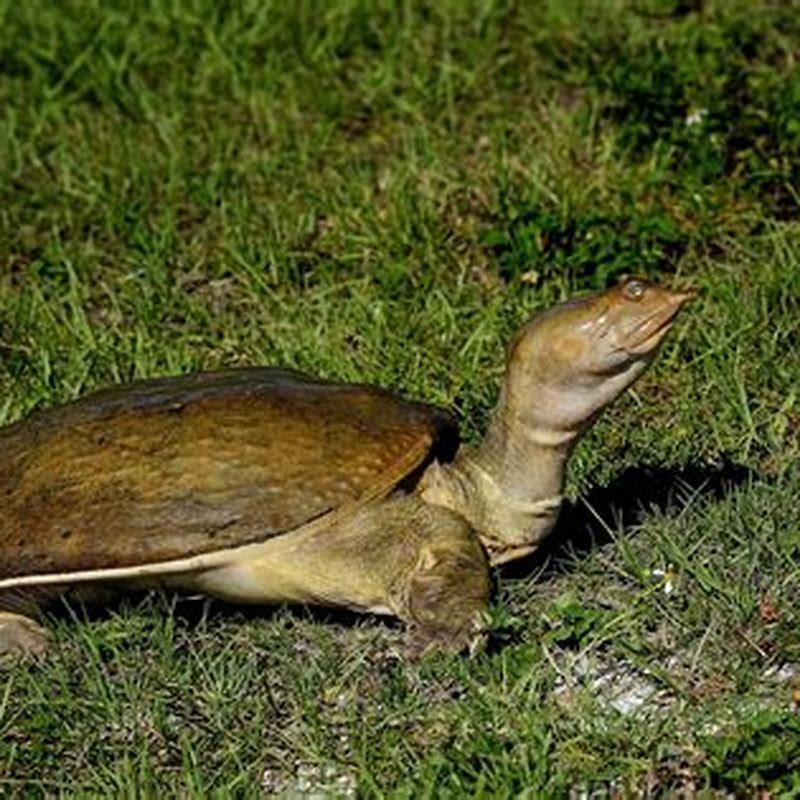 Are softshell turtle good pets? - DIY Seattle