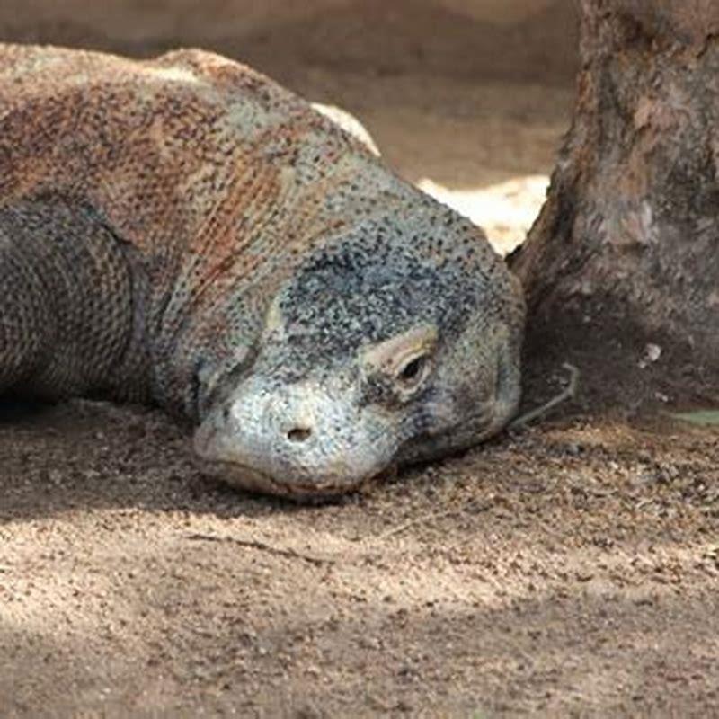 Are there endothermic lizards?