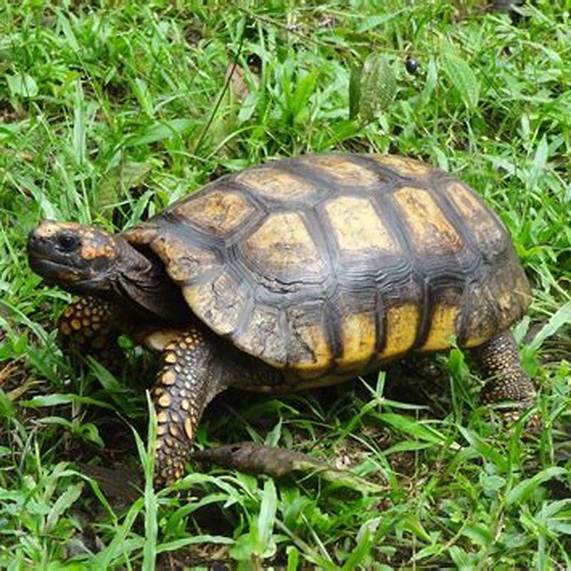 Are Yellow Foot Tortoises Endangered? - Diy Seattle