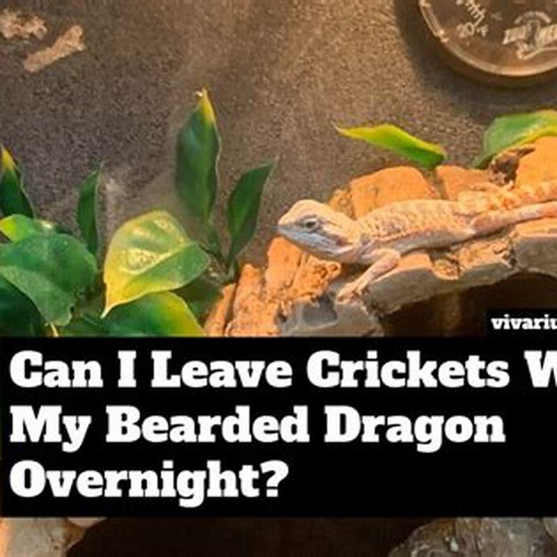 can-i-bring-a-bearded-dragon-on-a-plane-diy-seattle