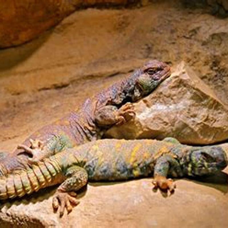 Can reptiles be endotherms?