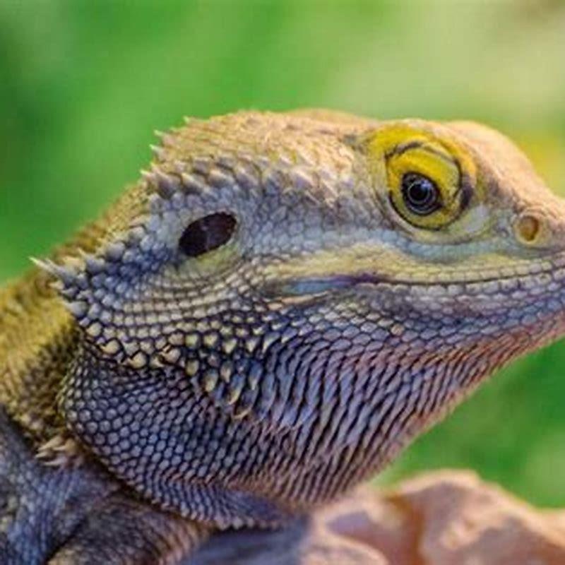 Can reptiles learn? - DIY Seattle