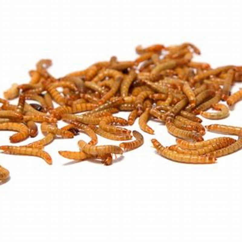 can-you-breed-your-own-mealworms-diy-seattle