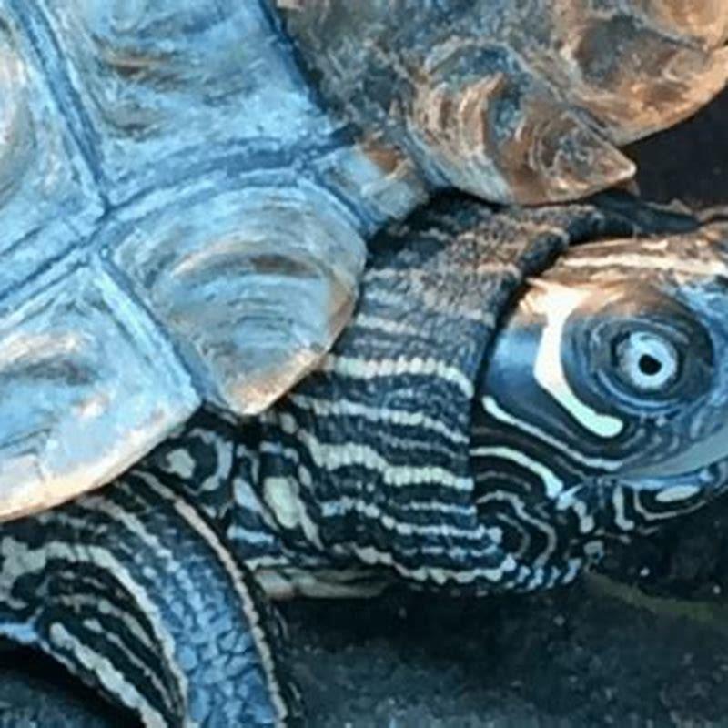 Can you keep a map turtle as a pet?
