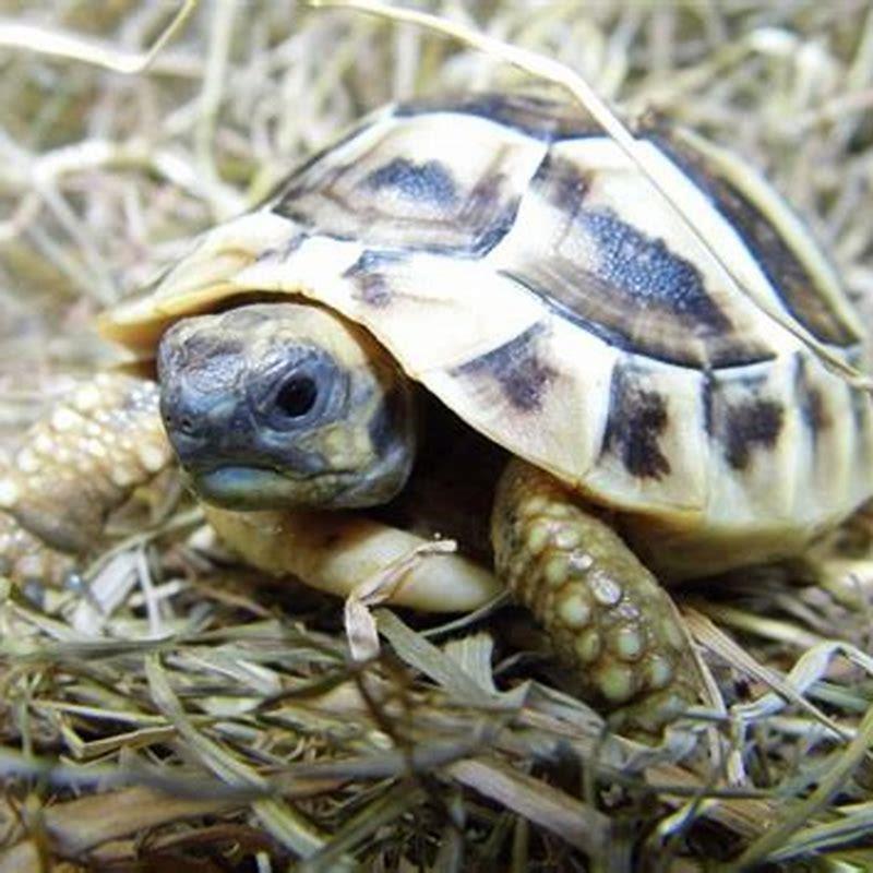 Can you keep Egyptian tortoises as pets? - DIY Seattle