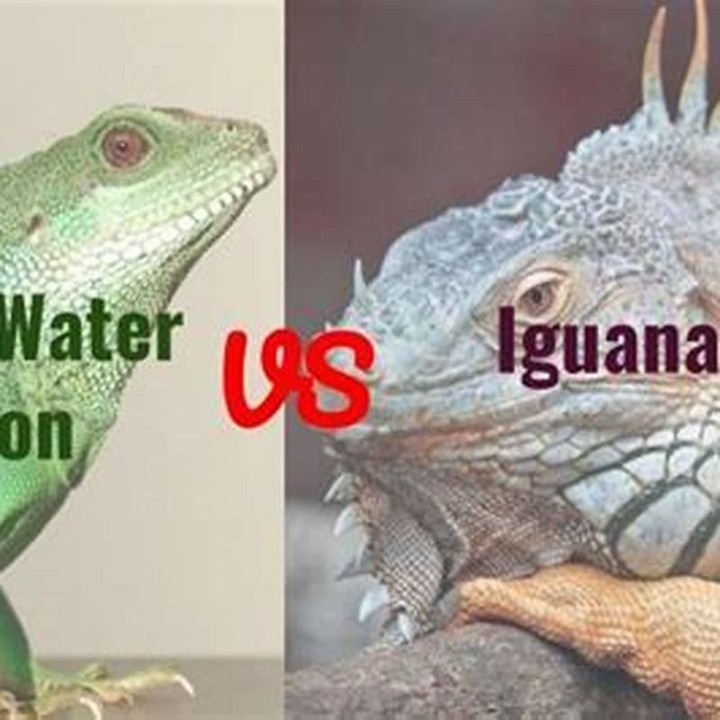 Can you put a iguana with bearded dragon? - DIY Seattle