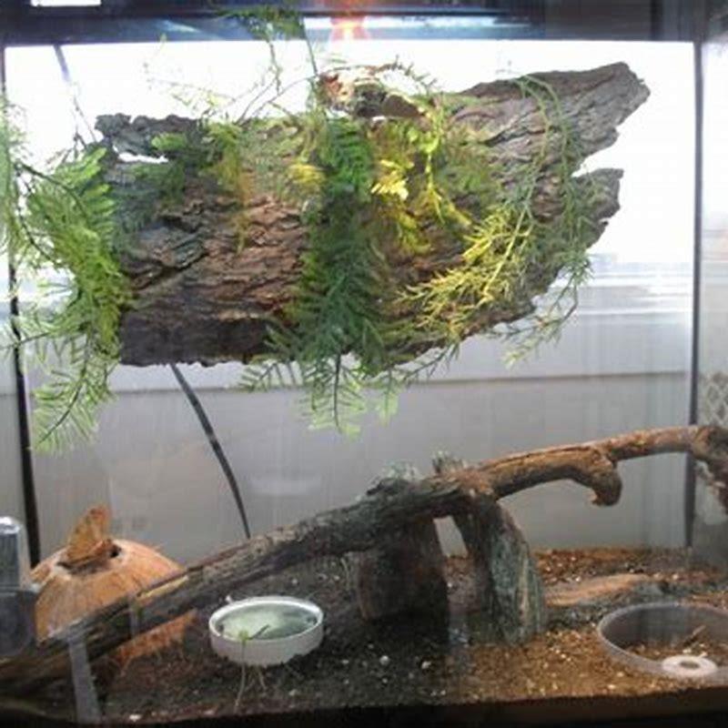 can-you-put-lizards-in-a-terrarium-diy-seattle