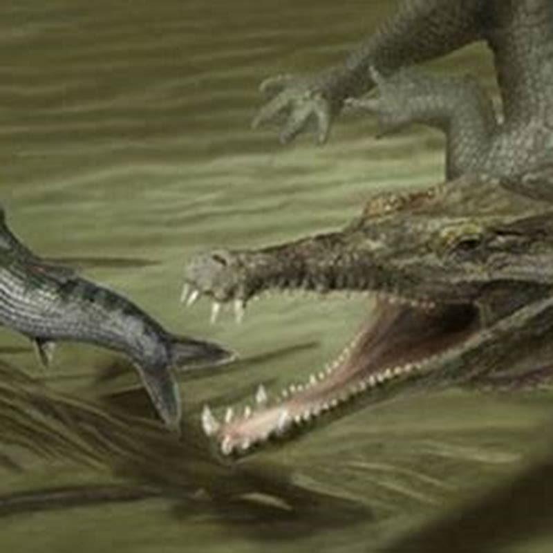 Did Titanoboa eat crocodile? - DIY Seattle