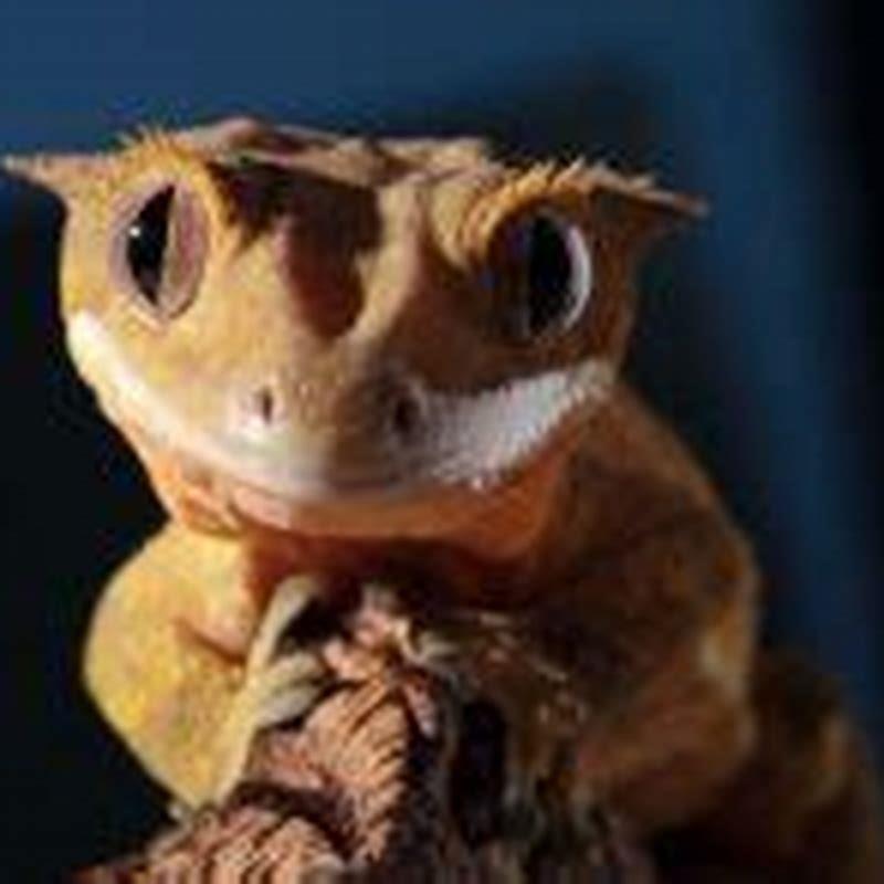 Do any lizards not need a heat lamp? DIY Seattle