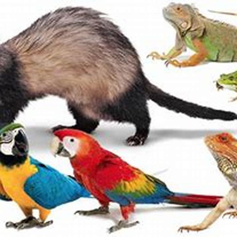 Do landlords care about reptiles?