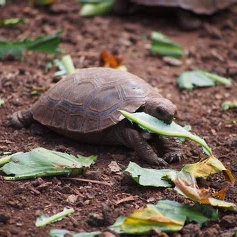 Do most reptiles eat meat? - DIY Seattle