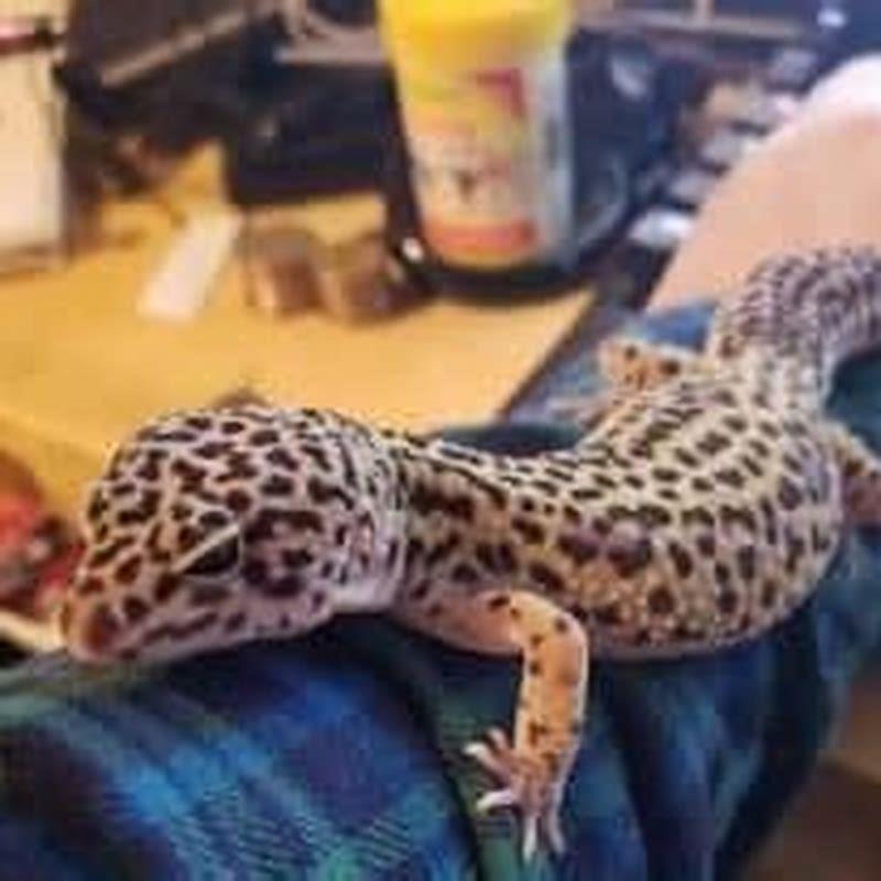 Do reptiles get attached?