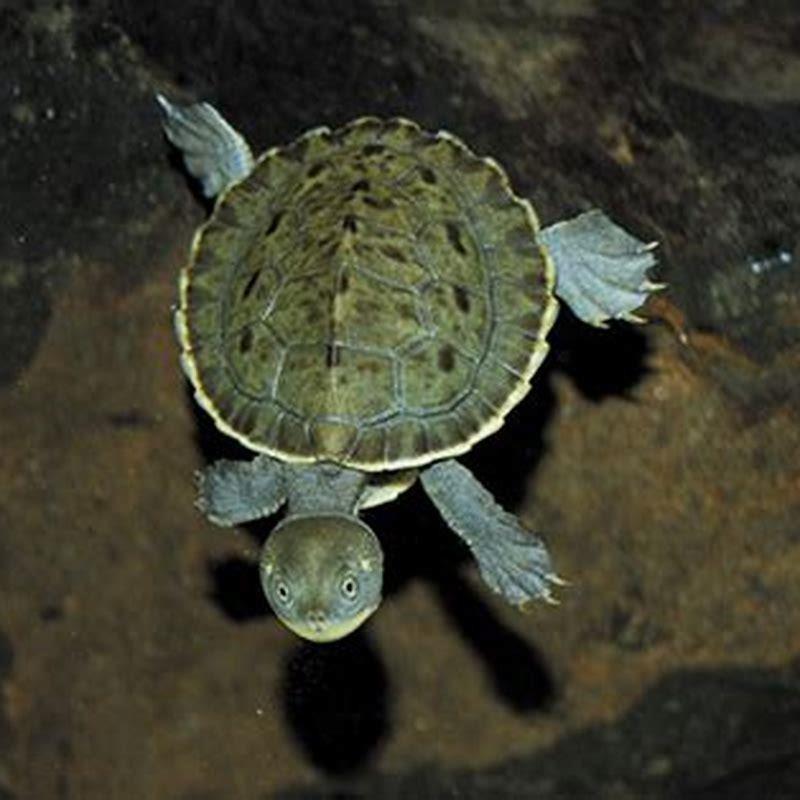 Do You Need A License For A Short Neck Turtle? - Diy Seattle