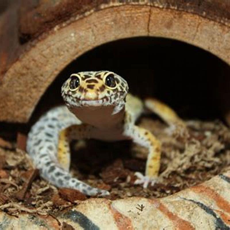 Does BHB Reptiles do payment plans?
