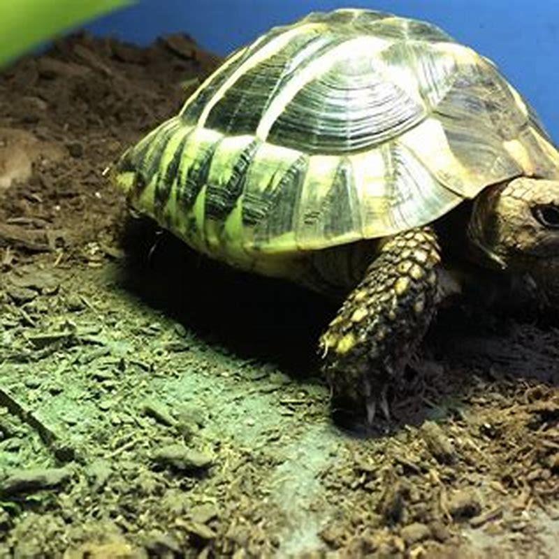 How big do Egyptian tortoises Get? - DIY Seattle