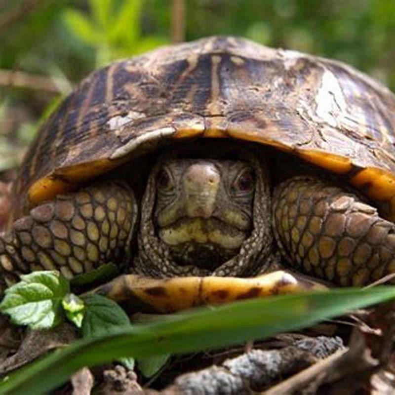 How do I know if my box turtle is ornate? - DIY Seattle