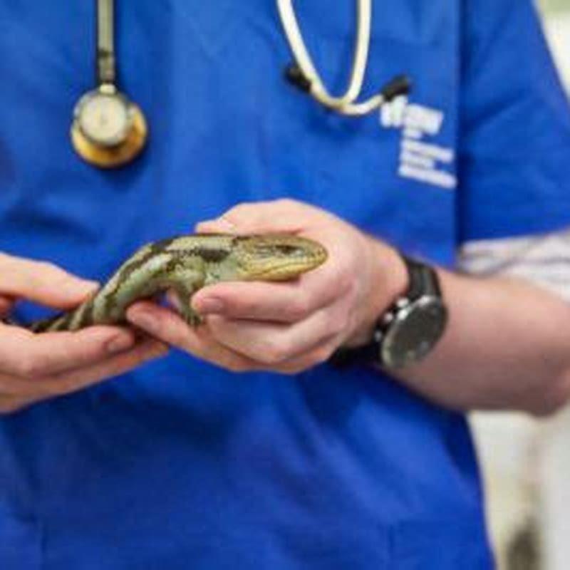 How do I know if my reptiles have Salmonella?