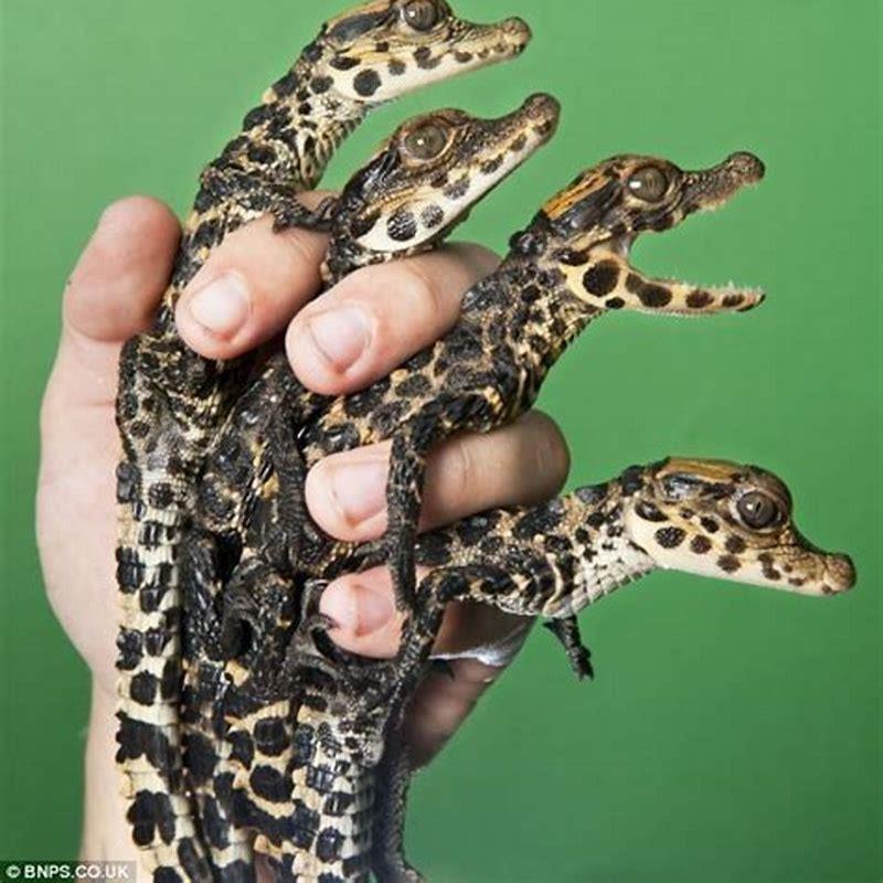 How do reptile babies eat?