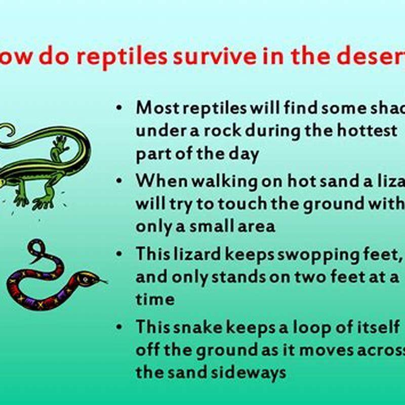 How do reptiles adapt to their environment? - DIY Seattle