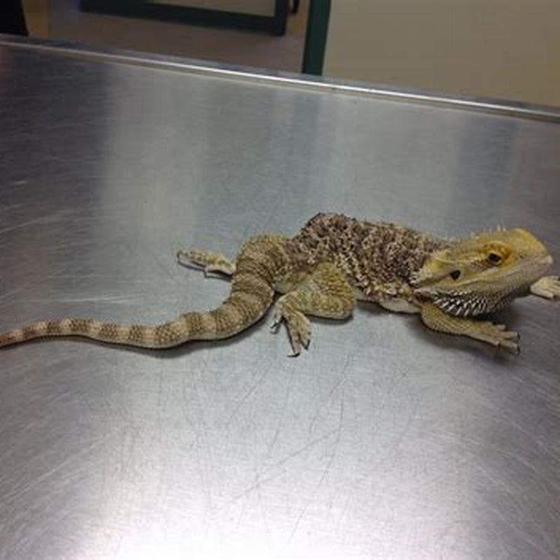 metabolic-bone-disease-bearded-dragon-youtube