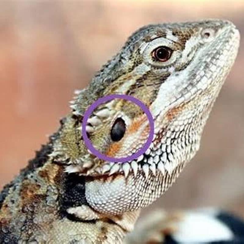 How do reptiles help humans?