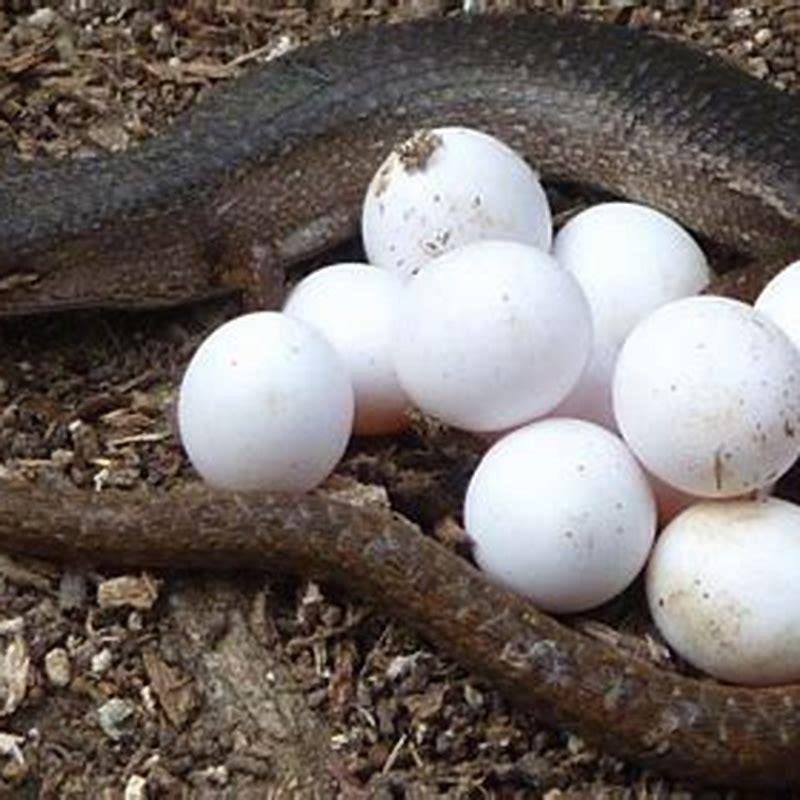 How do reptiles lay eggs? - DIY Seattle