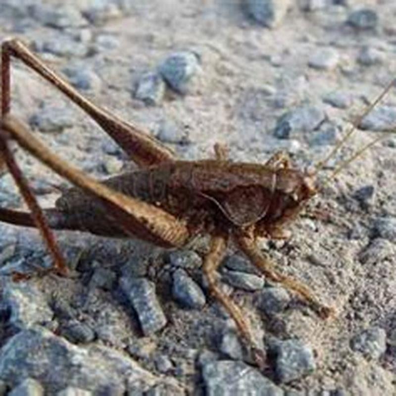 how-do-you-keep-crickets-alive-diy-seattle