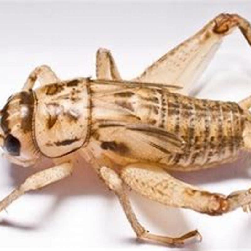 How do you make a cricket breeder?