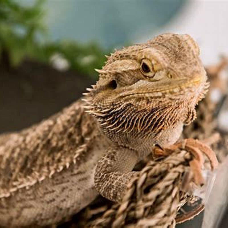 How do you make a reptile safe disinfectant? - DIY Seattle