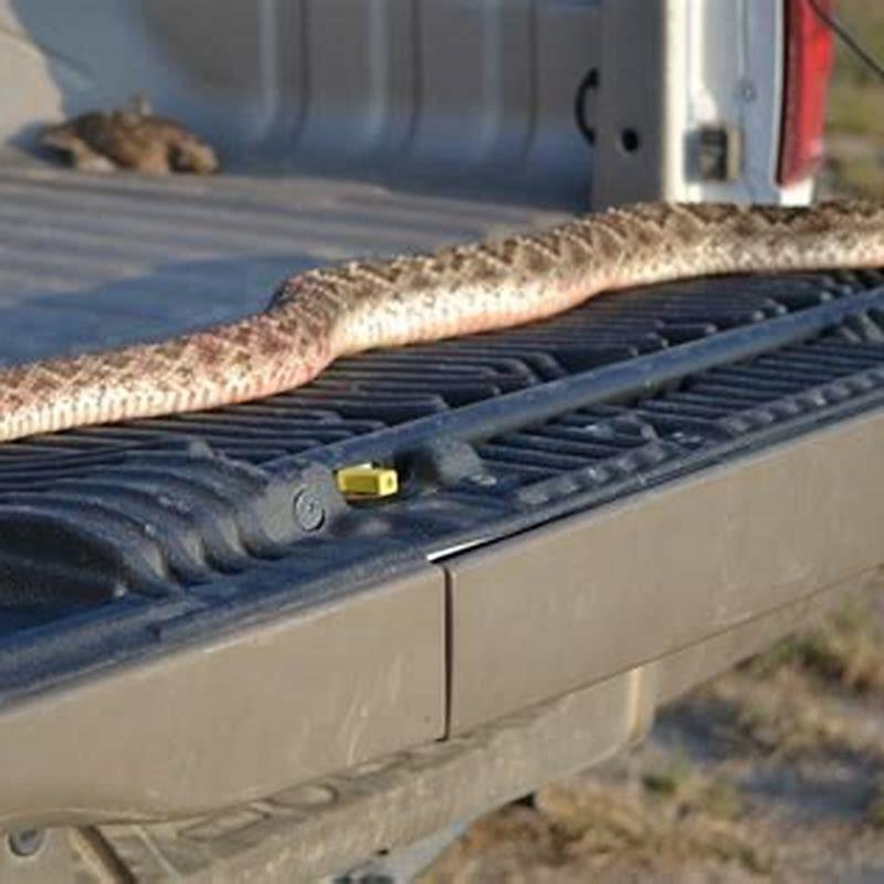 How do you make sticks safe for reptiles?
