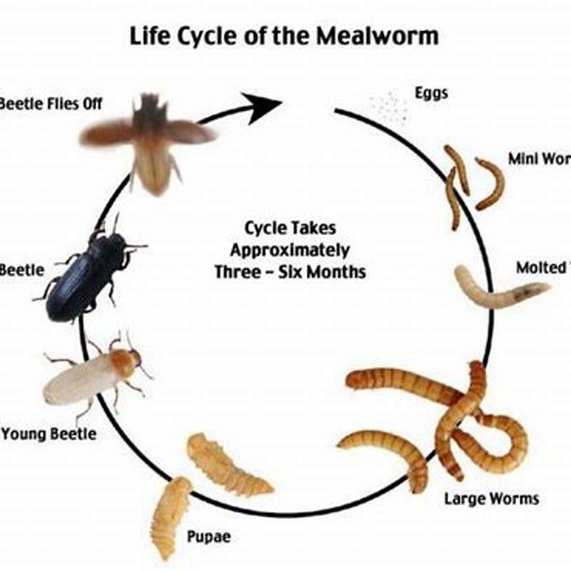 how-do-you-start-breeding-mealworms-diy-seattle