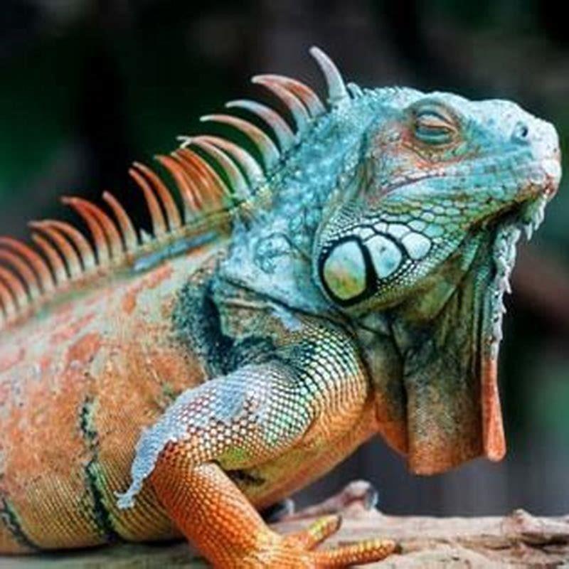 how-do-you-treat-mouth-rot-in-an-iguana-diy-seattle