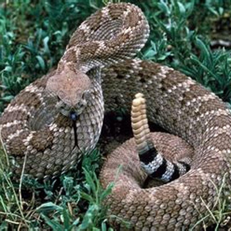 How do you treat reptiles sticks?
