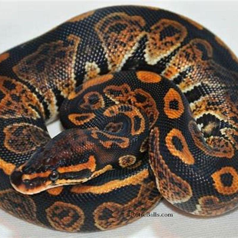 How good is a snakes memory?