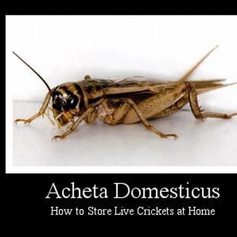 How long do crickets live for reptiles? - DIY Seattle