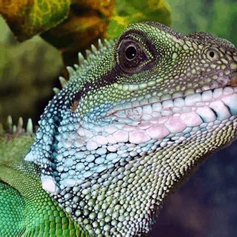 How long do lizards go without food? - DIY Seattle