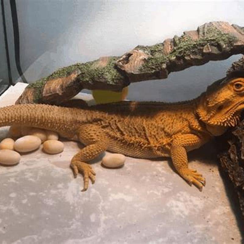 How long does it take for a lizard to come out of hibernation?