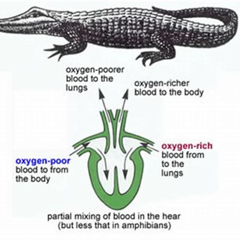 How many chambers do amphibians have? - DIY Seattle