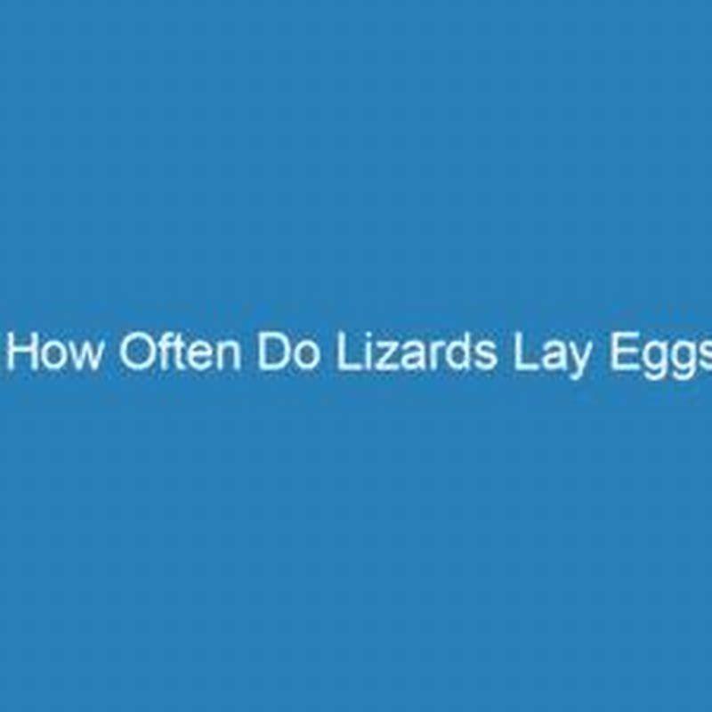 How often do reptiles lay eggs? - DIY Seattle