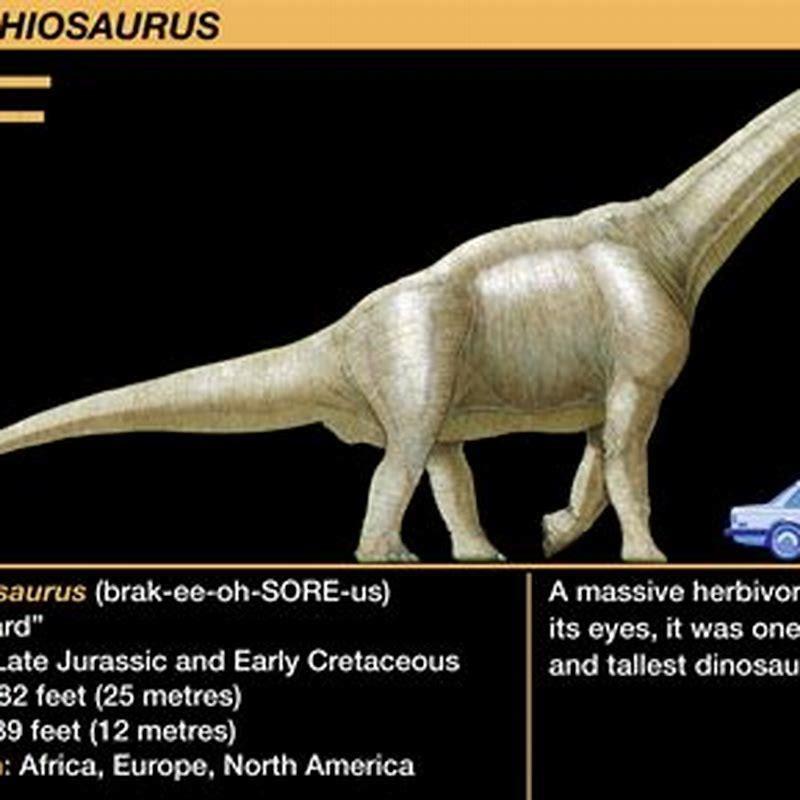 How tall is a Psittacosaurus?