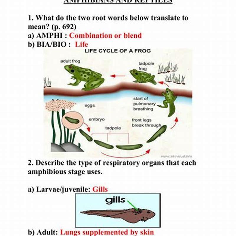 In what why do amphibians differ from reptiles? - DIY Seattle