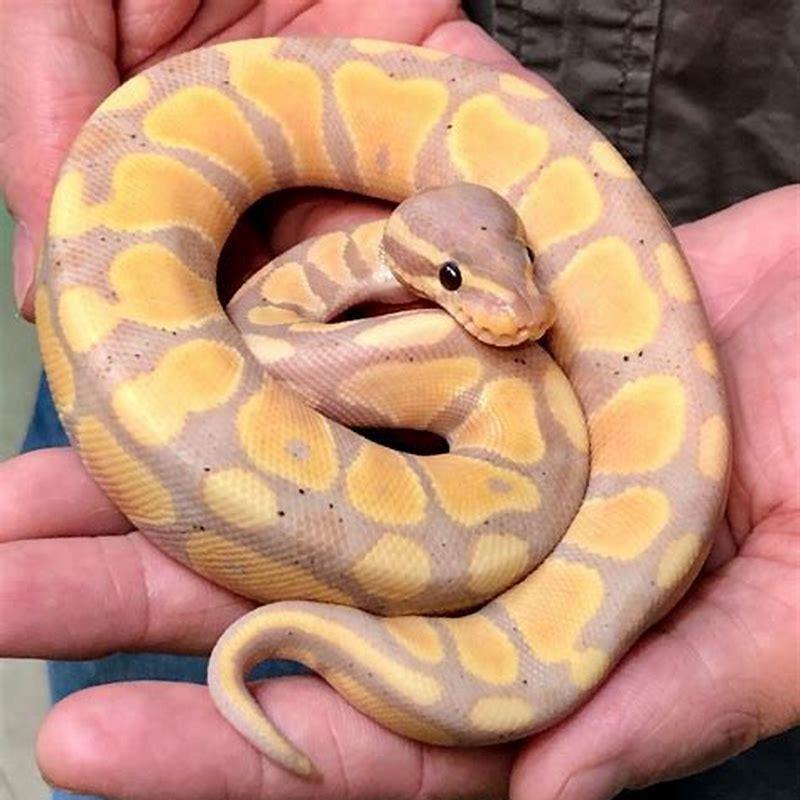 is-a-ball-python-a-reptile-diy-seattle