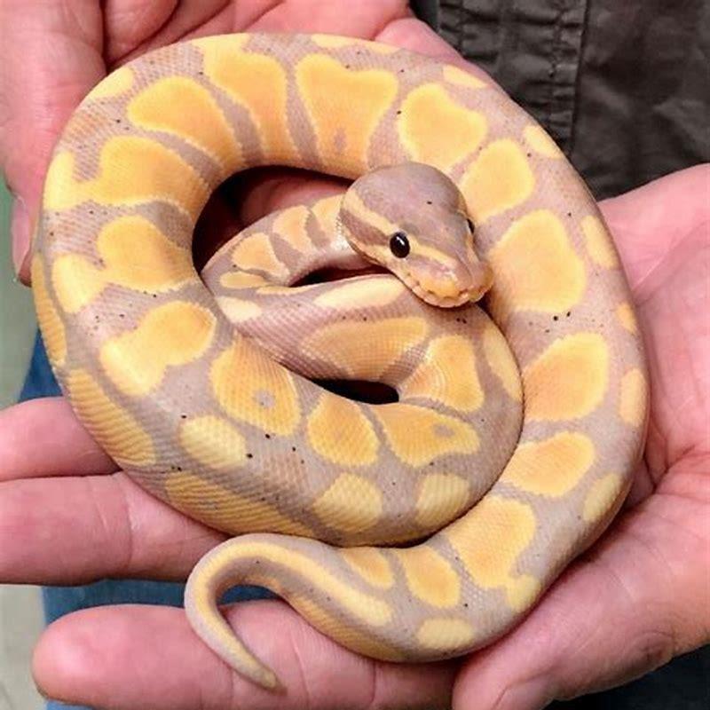 Is A Ball Python A Reptile DIY Seattle