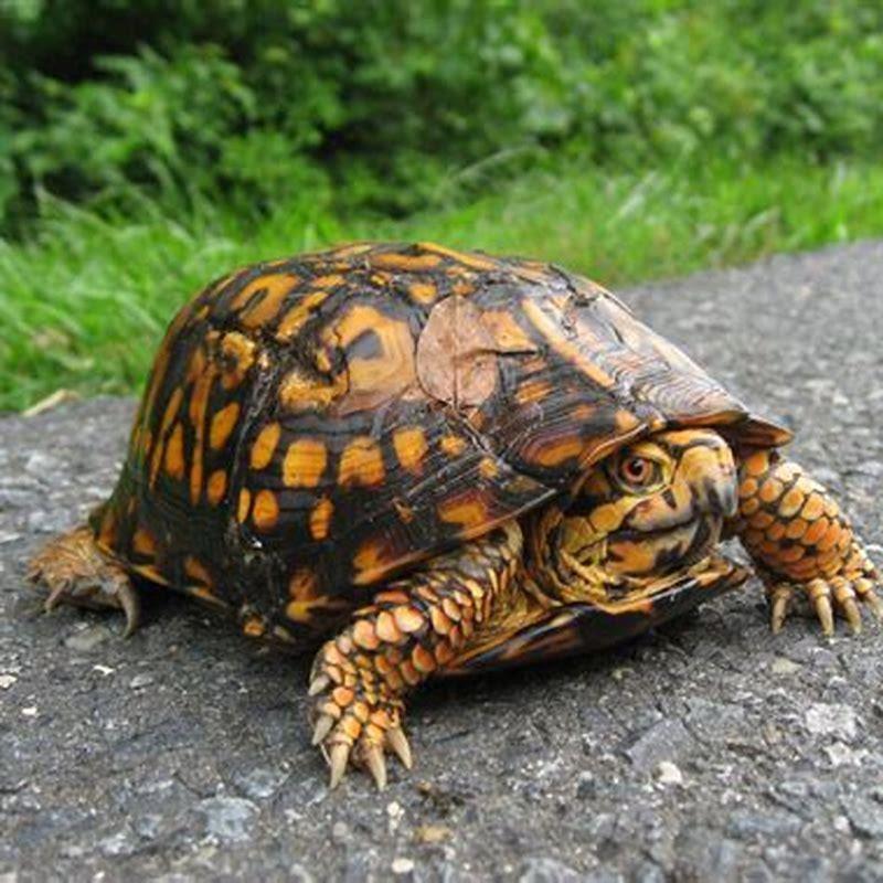 Is A Eastern Box Turtle A Reptile DIY Seattle