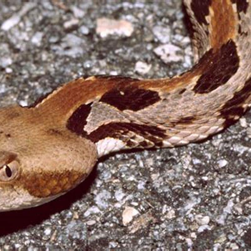 Is a timber rattlesnake a reptile?