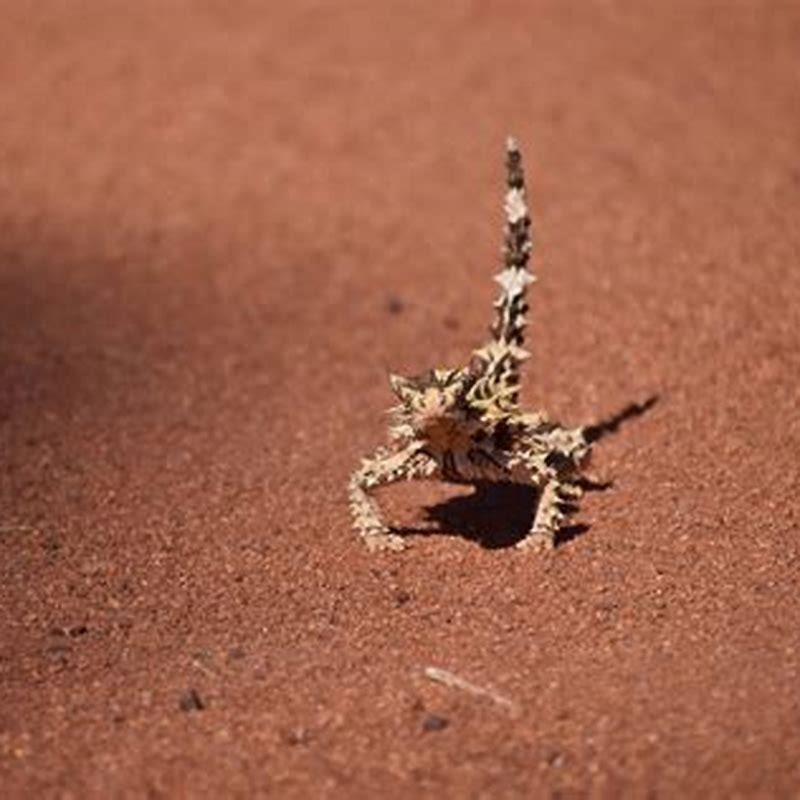 Is backwater reptiles a good website?