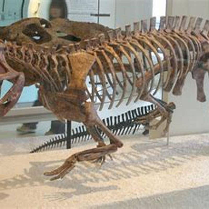 Is Prestosuchus an amphibian?