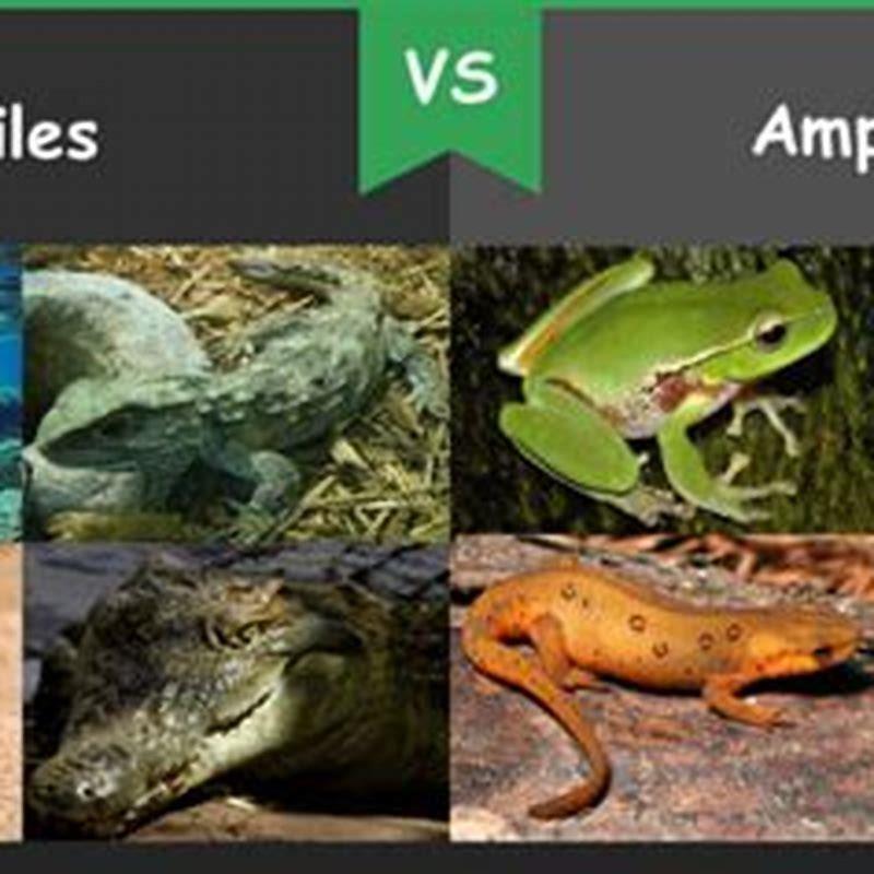 Is reptiles and amphibians are same? - DIY Seattle