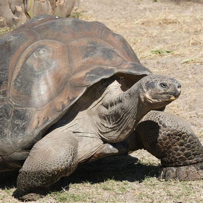 Is the Galápagos tortoise mammal? - DIY Seattle